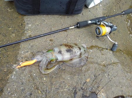 越前海岸でエギング